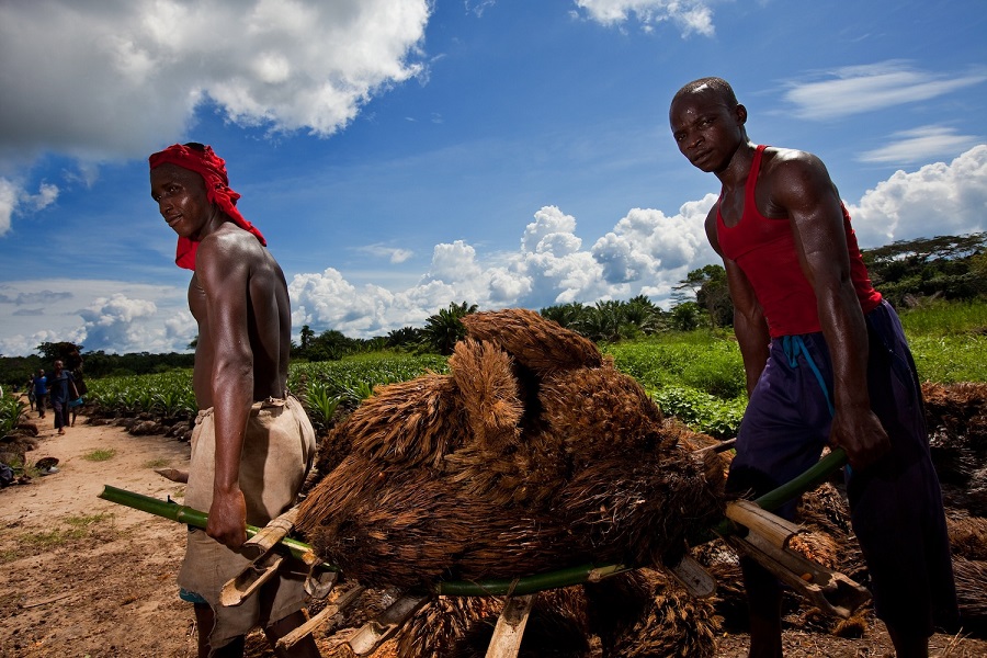 Agro colonialismo  en el Congo,  por  Grain  y  RIAO – RDC*