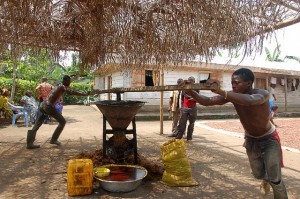 ¿Qué pasa con las grandes plantaciones de aceite de palma en África?, por Aurora Moreno Alcojor