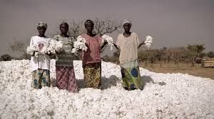 Burkina Faso: el algodón de Burkina Faso pierde su «denominación de origen» y vuelve al algodón llamado convencional,  por Maurice  Oudet