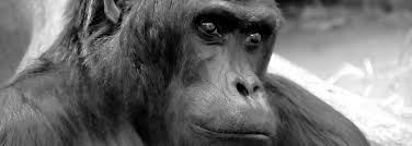 Los últimos gorilas Grauer  luchan por sobrevivir en la república Democrática del Congo