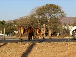 La rápida urbanización crea problemas con el ganado en libertad en Sudáfrica