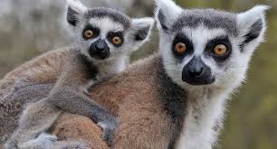 La supervivencia de los lémures en Madagascar