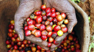 En Kenia, los productores de café son el blanco de grupos de la mafia