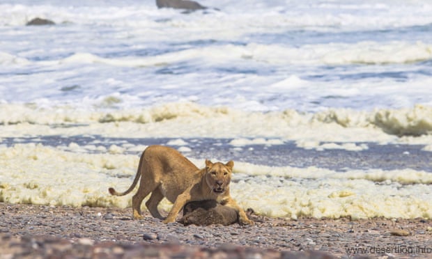 Leones del desierto de Namibia cazan  y comen animales marinos.