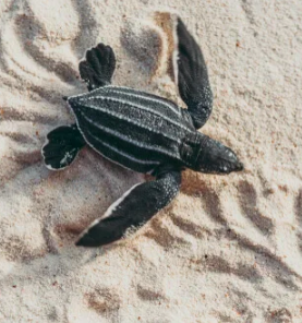 Primeras huellas fósiles de crías de tortugas marinas encontradas en Sudáfrica
