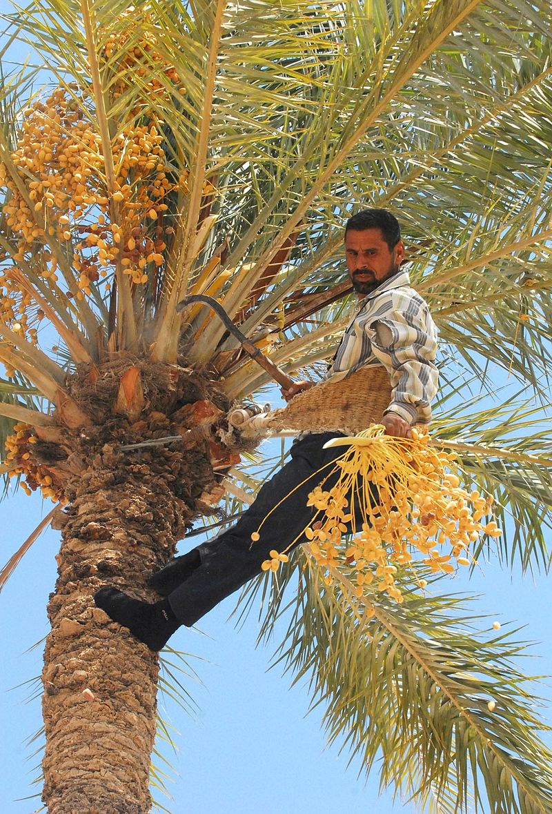 palmera_datilea_lib.jpg