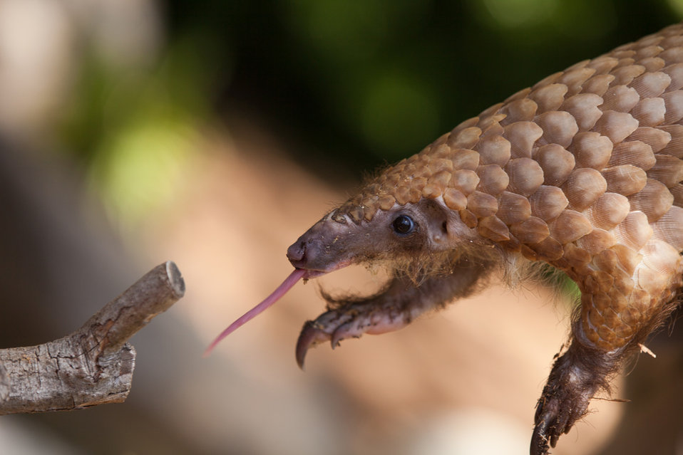 pangolin_cc0.jpg