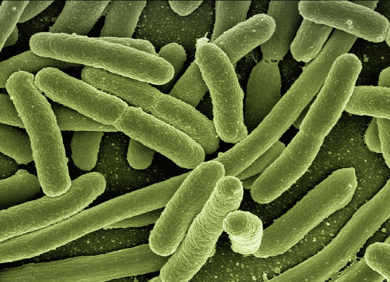 koli-bacteria-123081_1280.jpg