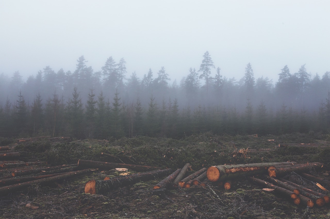 Demanda china de madera acelera la deforestación en Camerún