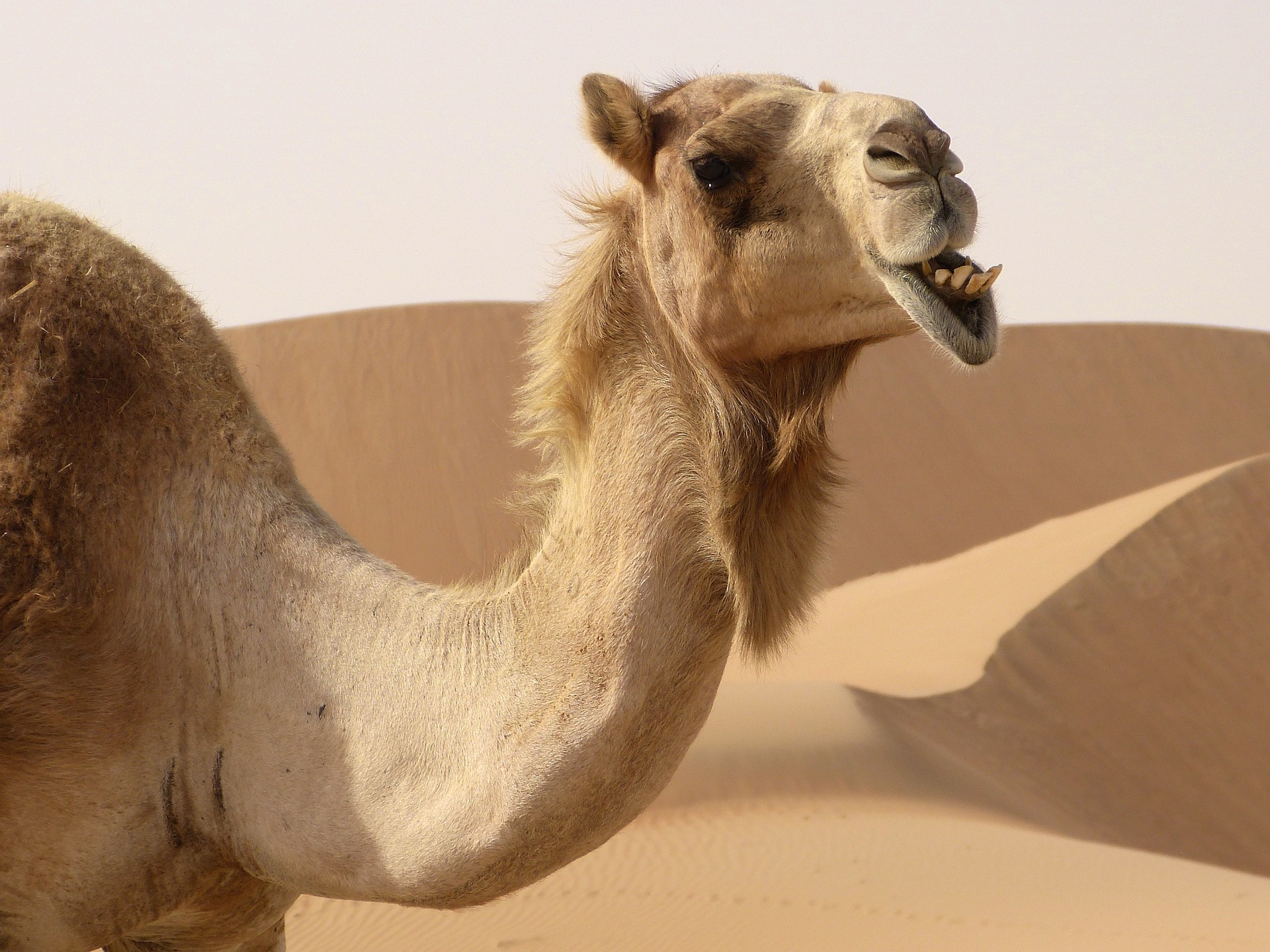Vuelven las carreras de camellos en Egipto después de la pausa por la covid-19