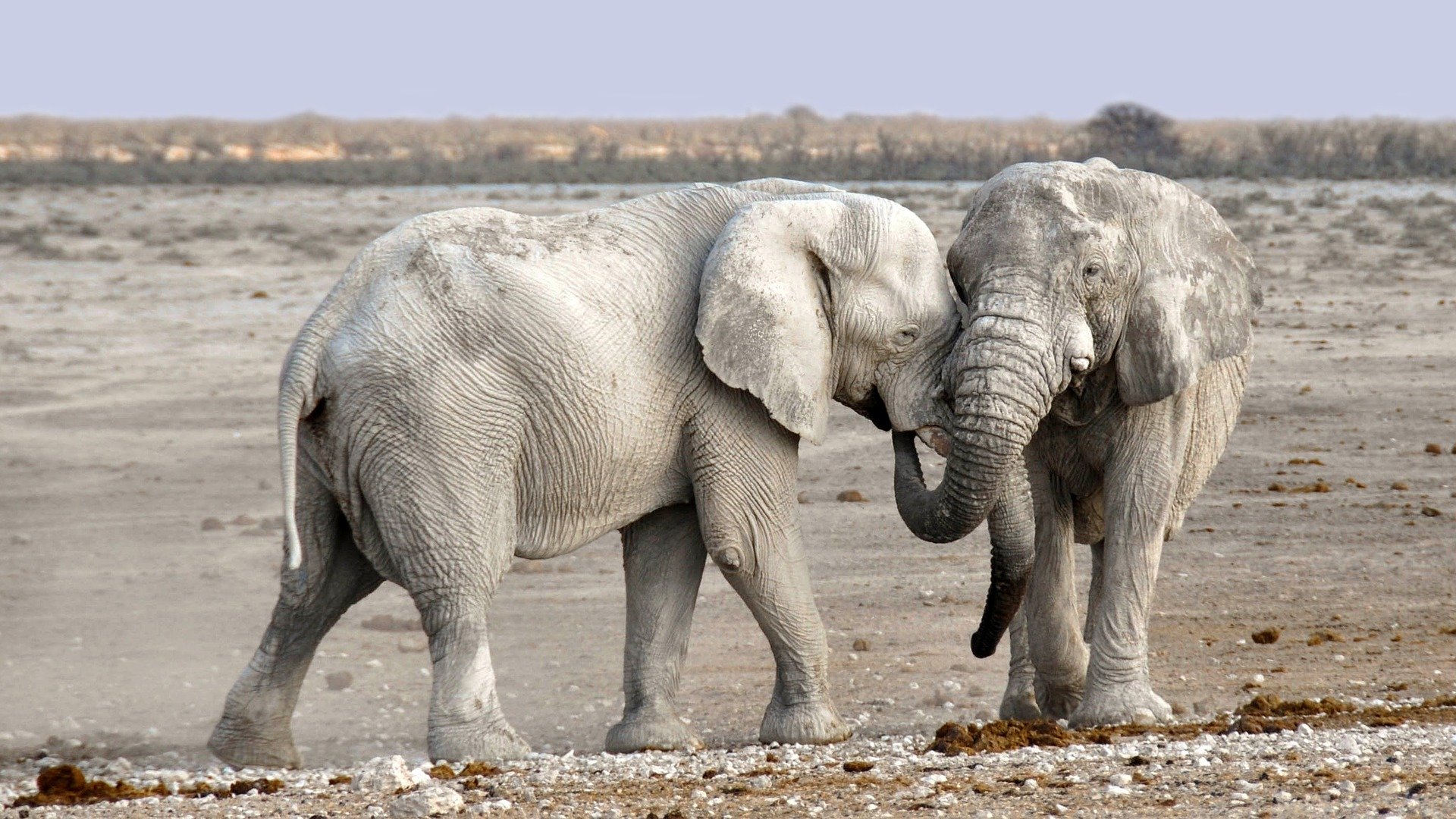 elephant-1170108_1920.jpg