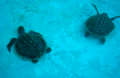 Hay que asegurar la supervivencia de las tortugas en Seychelles