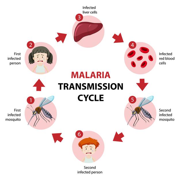 Malaria resistente a los medicamentos: una guerra de salud pública que Nigeria no puede permitirse luchar