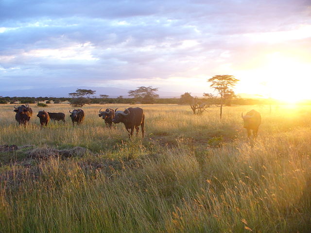 640px-african_buffalo_kenya.jpg