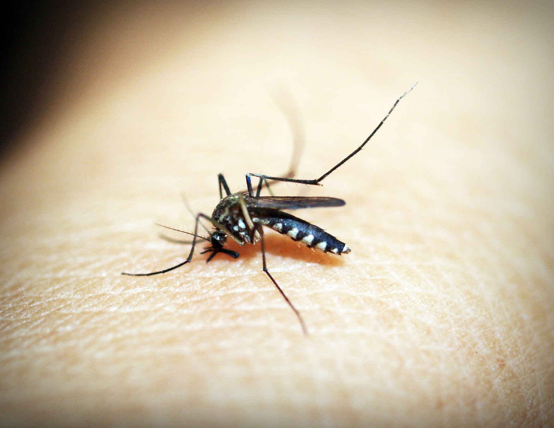 mosquito-1548947_1920-2.jpg