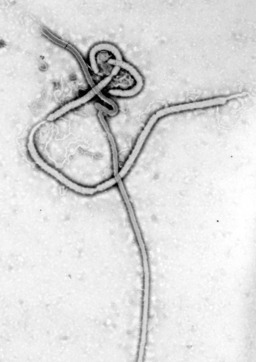 La República Democrática del Congo anuncia el fin del brote de ébola