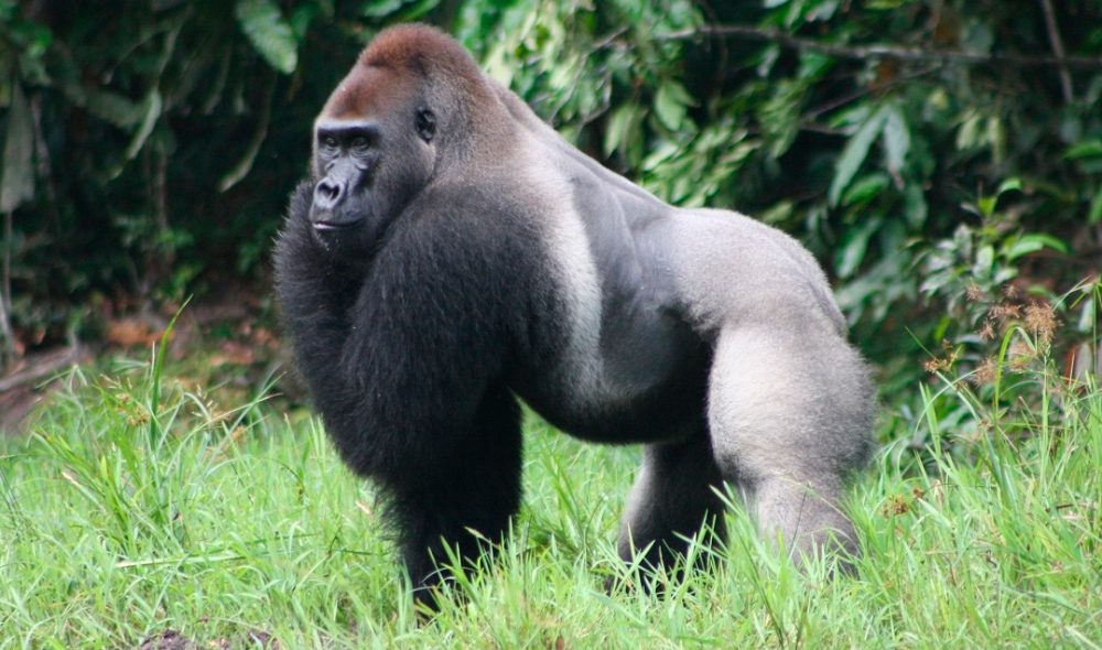 Jacinto Román Sancho: Gorilas de llanura en el Congo, por Roge Blasco