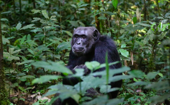 Tanzania investiga la posibilidad de que los chimpancés puedan sufrir la covid-19