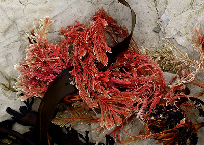 Túnez, pionera en el cultivo de alga roja en el Mediterráneo