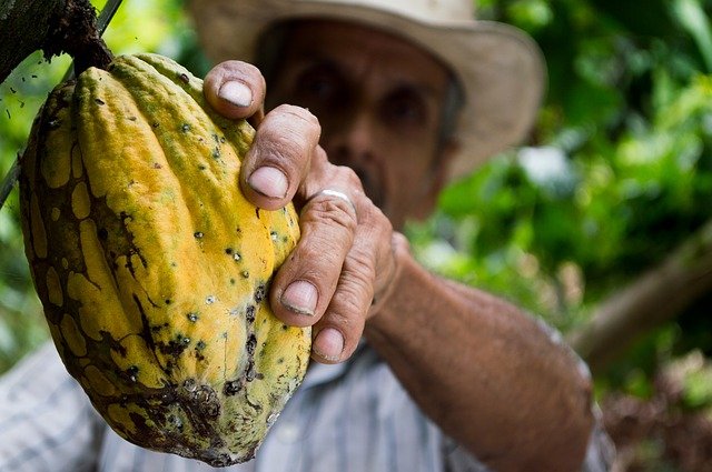 Ghana logra un record en su cosecha de cacao pero la demanda cae