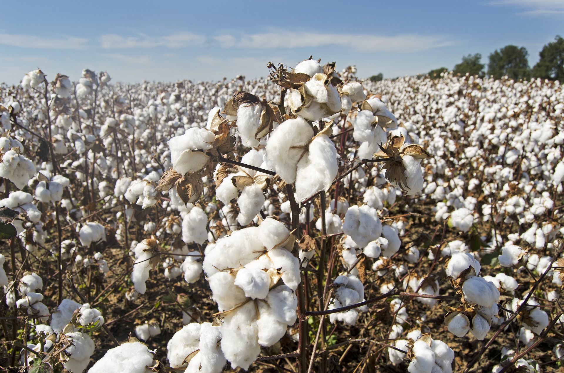 Preocupación por la seguridad alimentaria en Egipto a expensas del algodón