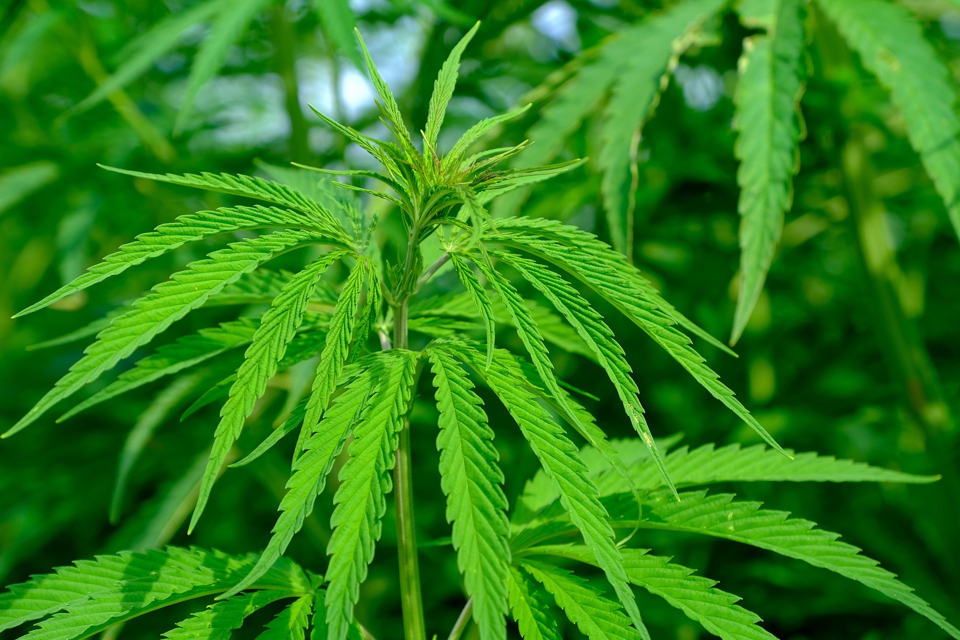 Uganda, el gran exportador de cannabis de Alemania
