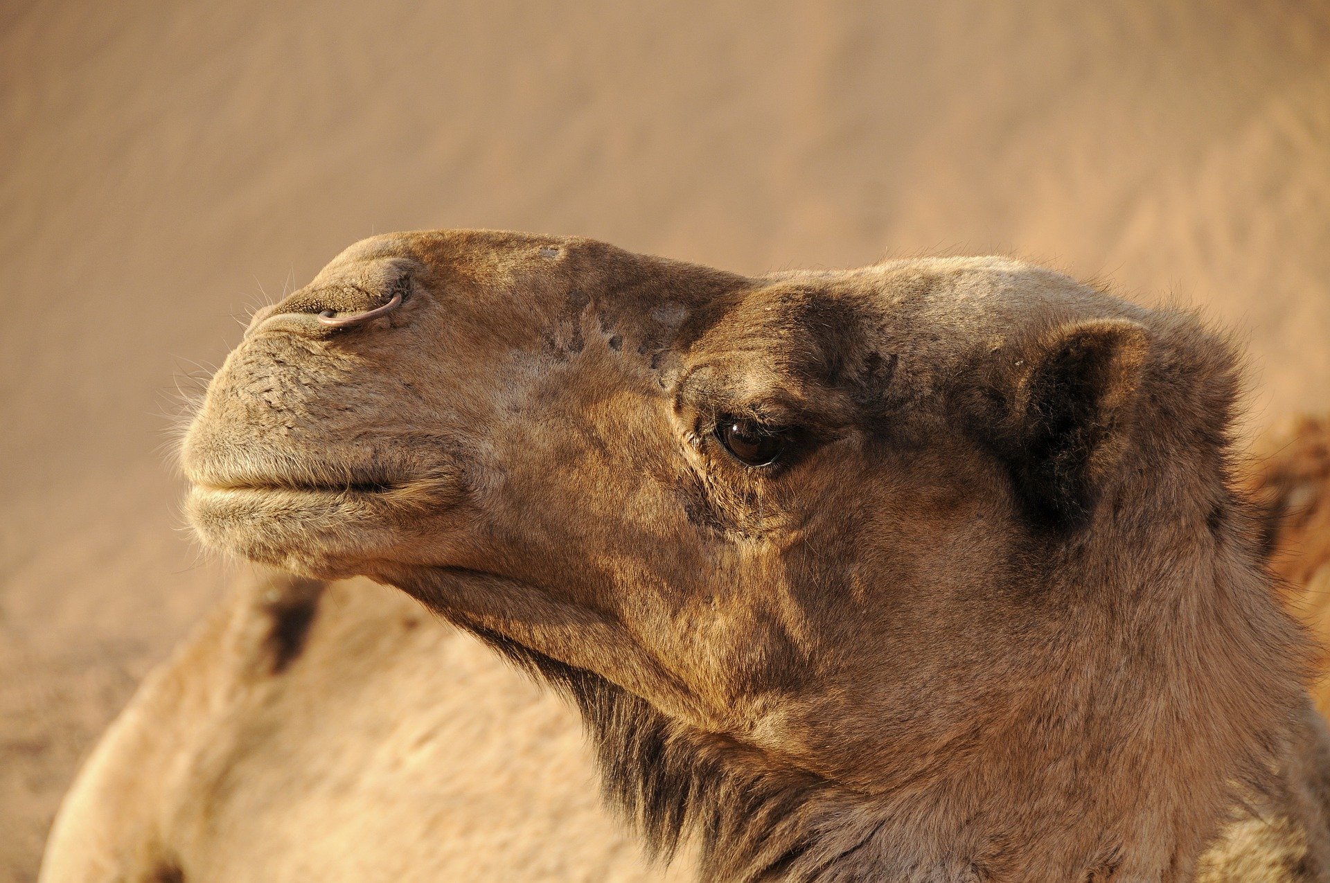 La importancia de los camellos en Somalia
