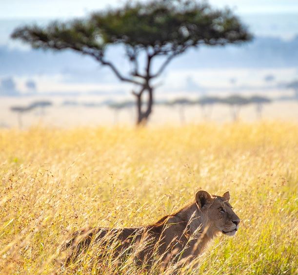 leon_sabana_kenia_fauna_salvaje_silvestre_cc0.jpg