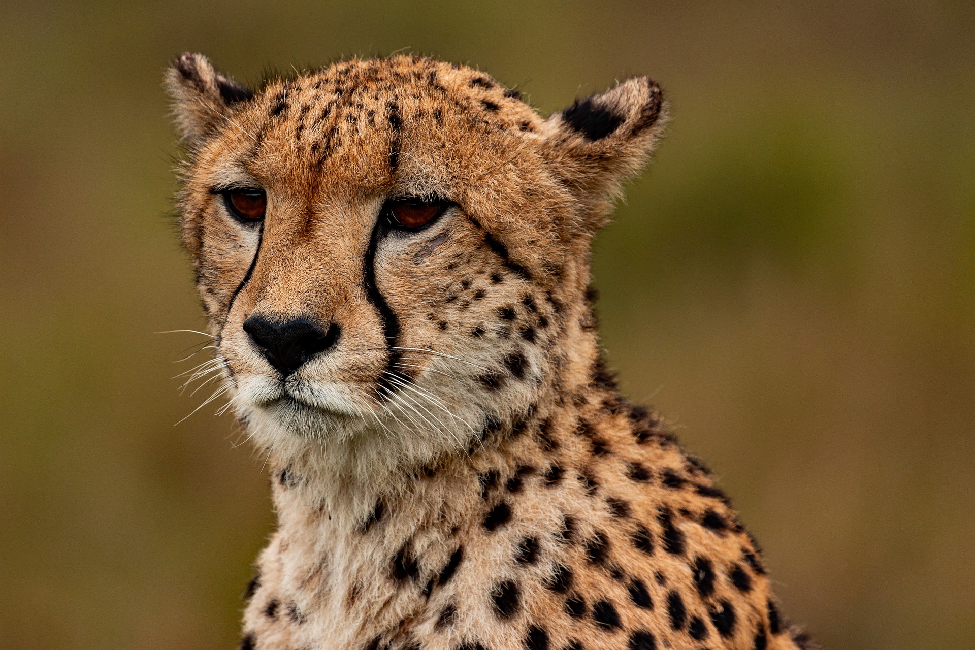 El tráfico ilegal de crías de guepardo está cada vez más penalizado