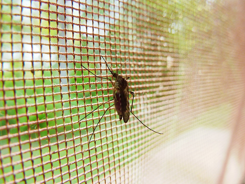 mosquito-19487_960_720.jpg