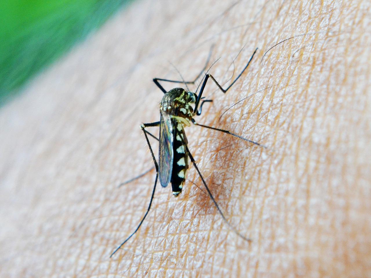 mosquito-g651713b48_1280.jpg