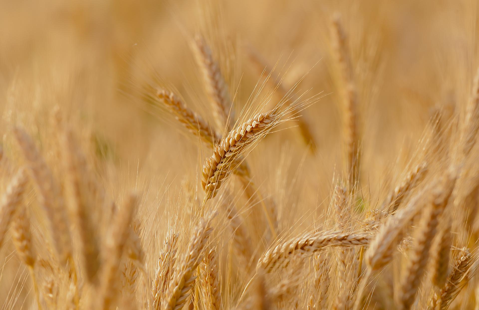 wheat-g997f85f32_1920.jpg