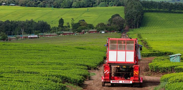 Kenia sufre un descenso de sus exportaciones de té a Rusia