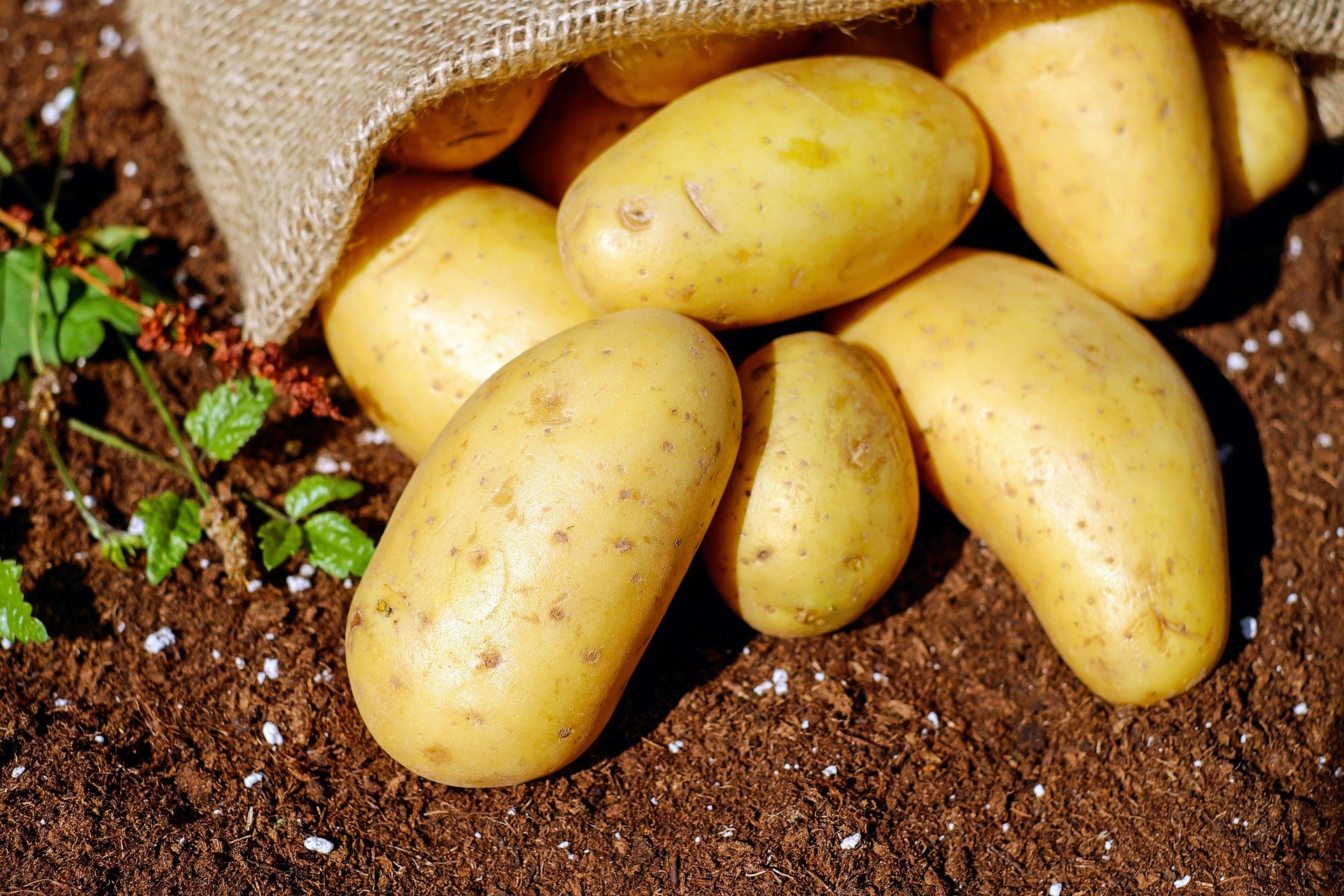 Eritrea acoge una conferencia sobre el suministro sostenible de la patata