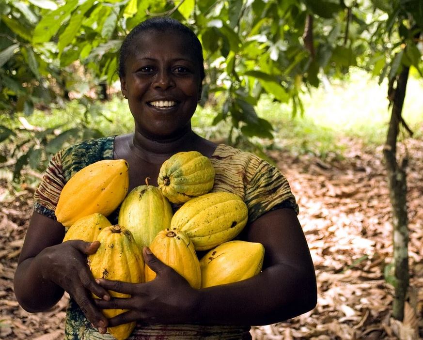 cacao_fruto_mujer_arbol_plantacion_cc0-5.jpg