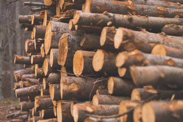 Se pone en marcha el plan nacional de Camerún ante la prohibición de la CEMAC a la exportación de troncos en la región