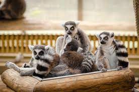 La tuberculosis afecta a un Parque Zoológico de Madagascar