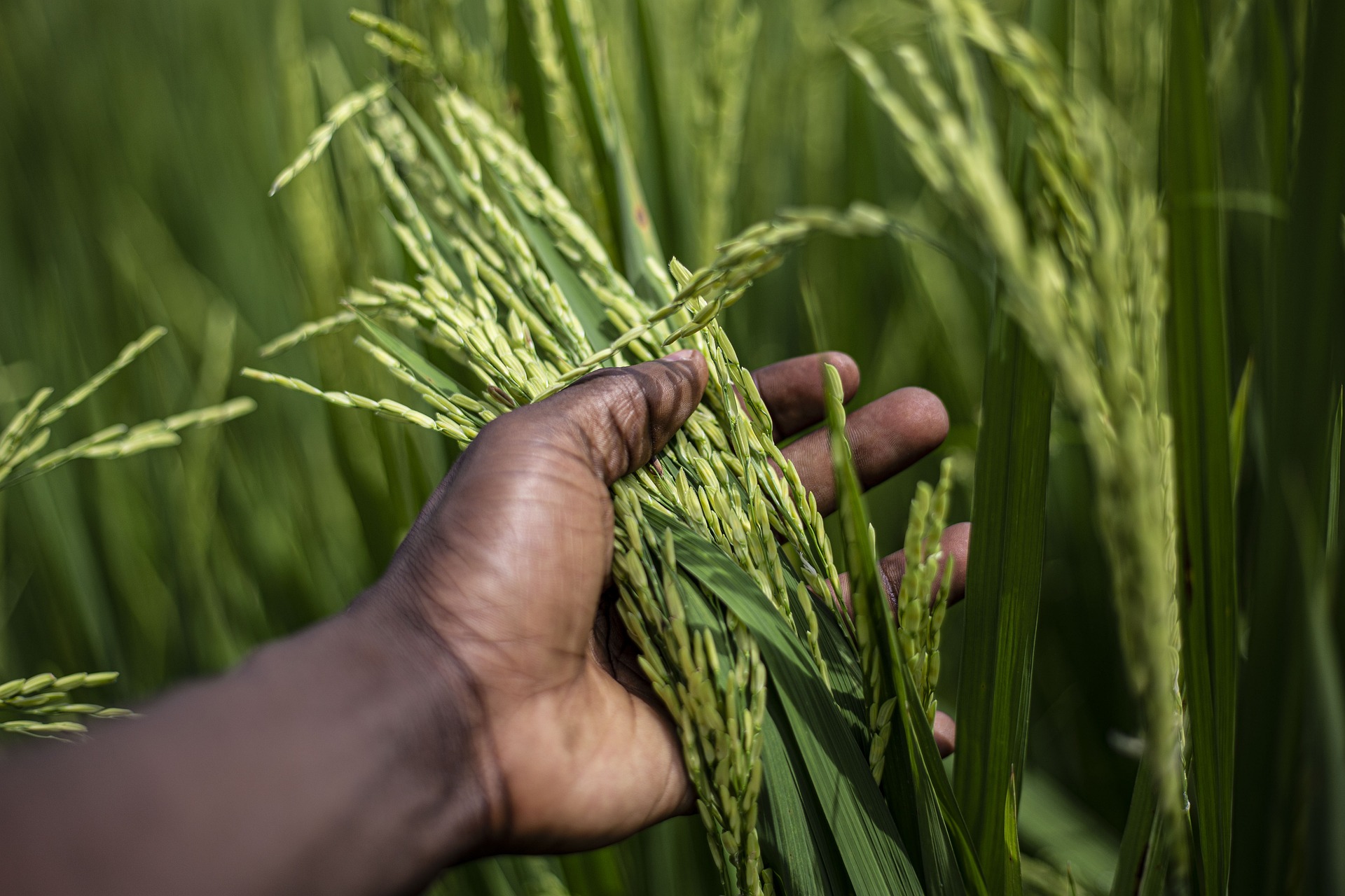 El gobierno de Liberia crea un grupo de trabajo para asegurar el suministro de arroz en el país