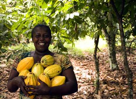 Bélgica apoya a Costa de Marfil en el cultivo sostenible de cacao