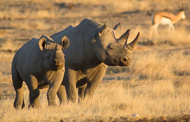 Namibia registra 87 rinocerontes cazados furtivamente en 2022