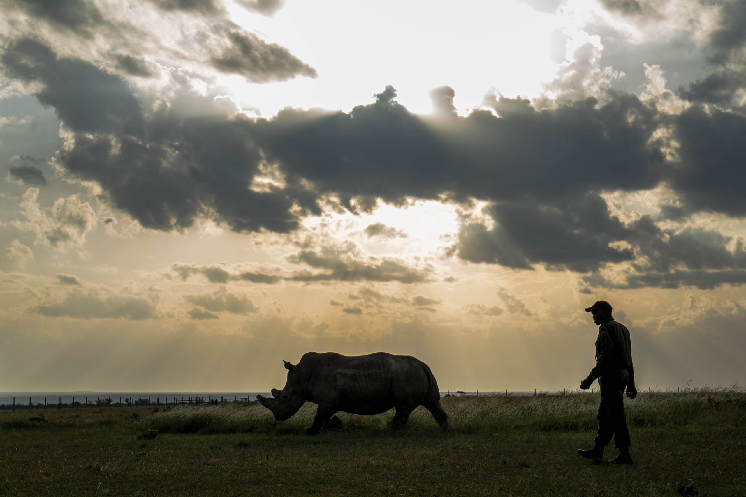 Impactante aumento de la caza furtiva de rinocerontes en Botsuana