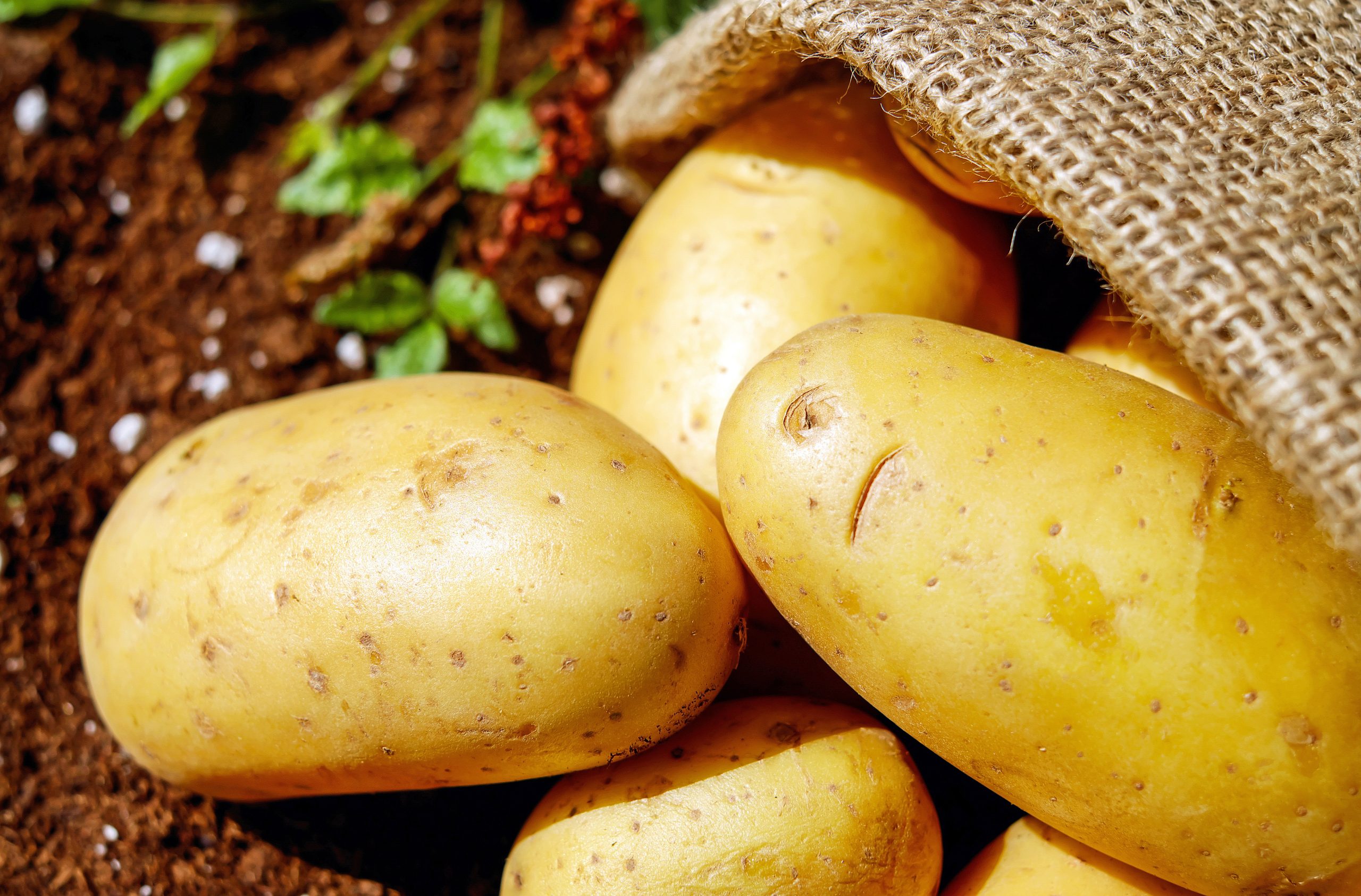 Camerún incrementará la producción de patatas en el país
