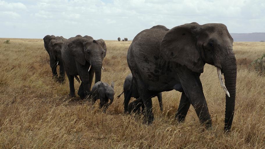 Los elefantes causan malestar en Namibia