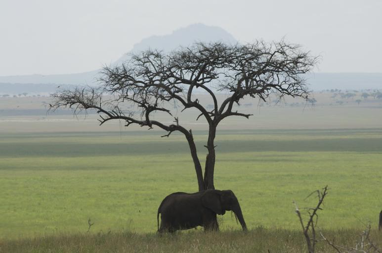 elephant_tanzania_africa_green.jpg