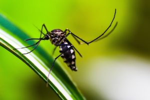 mosquito_malaria_cc0.jpg