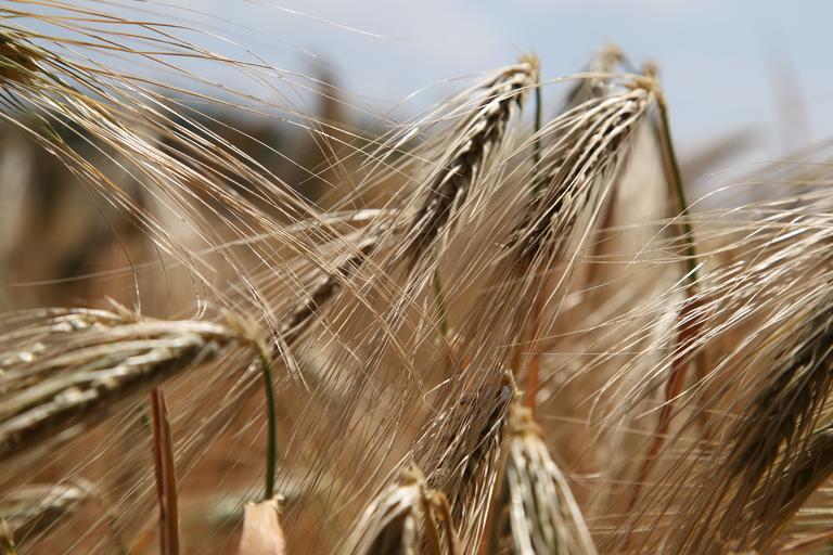 Aumenta la producción de cereales en Sudán