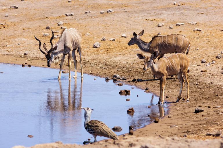 Namibia aumenta el presupuesto en protección de la vida salvaje