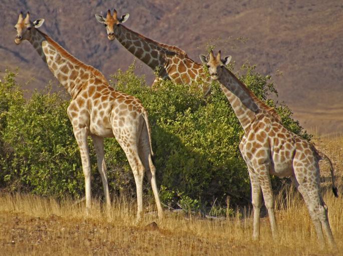 giraffes_namibia_safari_etosha.jpg
