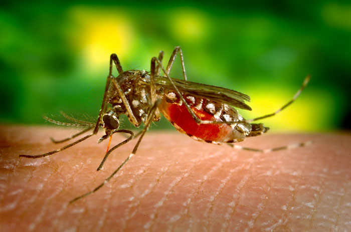 Cabo Verde pide una mayor cooperación africana para el control de mosquitos transmisores de enfermedades