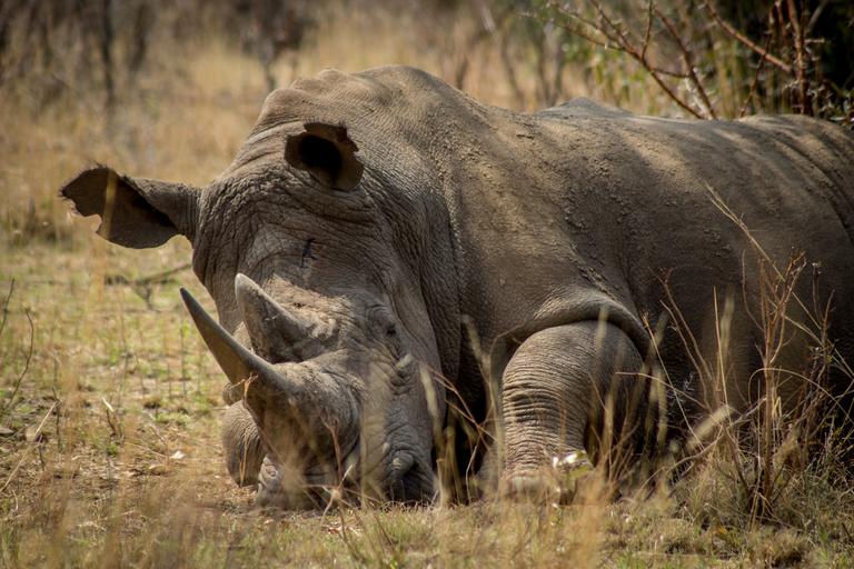 rhino_africa_endangered_game.jpg